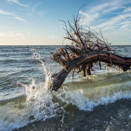 baum-im-meer